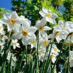 Deer Resistant Daffodil Bulb Collection