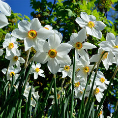 Citrus Daffodil Flower Bulb Collection