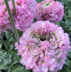 Hermione Ranunculus  Corms Bulbs Growing Bonsai Roots Rhizomes Tubers Potted Planting Reblooming Fragrant Garden Species Blooms Flower Seeds Plant Gardening