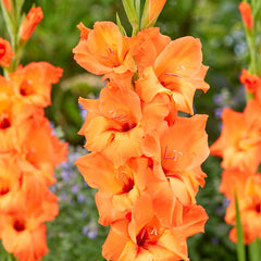Rainbow Gladiolus Collection