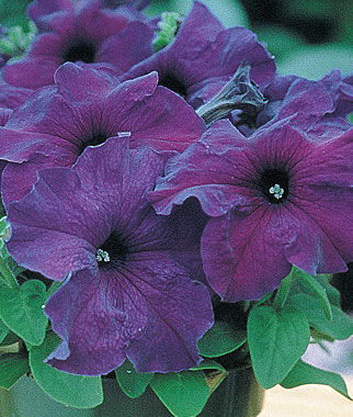 Petunia Supercascade Blue