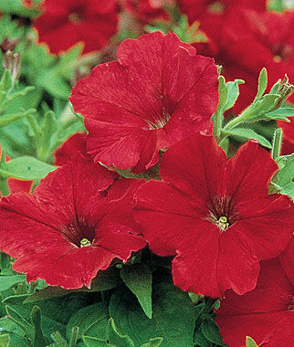 Petunia Supercascade Red