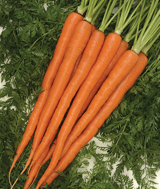 Carrot Sugarsnax Hybrid - Seedsplant