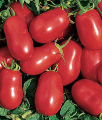 Tomato Roma VF
