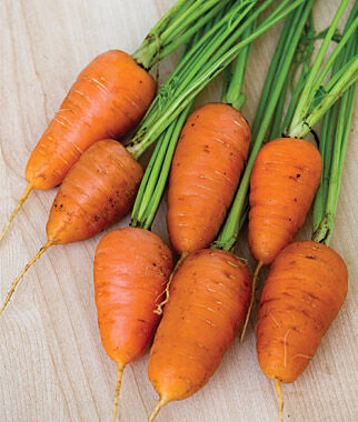 Carrot Caracas Hybrid
