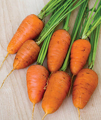 Carrot Caracas Hybrid