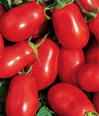 Tomato Roma Organic
