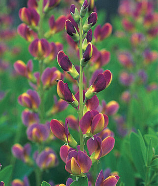 Baptisia Twilight Prairieblues - Seedsplant