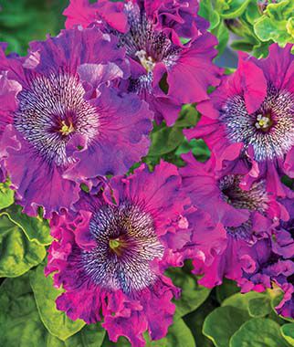 Petunia Spellbound Dark Purple Hybrid
