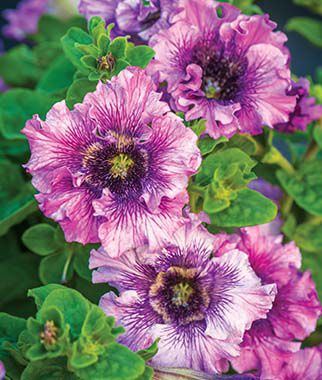 Petunia Spellbound Pink Hybrid