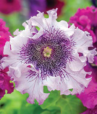 Petunia Spellbound White Blush Hybrid