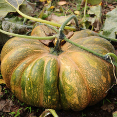 Pumpkin Seeds - Fairytale