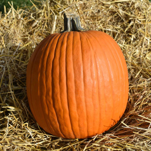 Pumpkin Seeds - Howdens Field