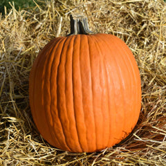 Pumpkin Seeds - Howdens Field