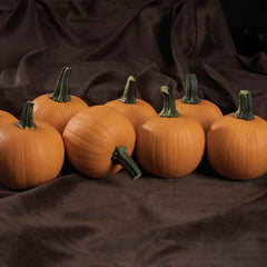 Pumpkin Seeds - Kandy Korn Plus