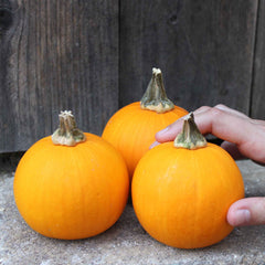 Pumpkin Seeds - Kandy Korn Plus