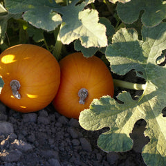 Pumpkin Seeds - Kandy Korn Plus
