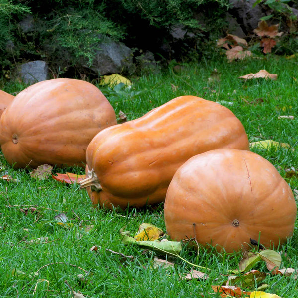 Pumpkin Seeds - Kentucky Field