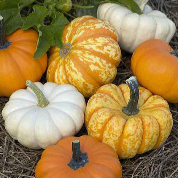 Pumpkin Seeds - Mini Harvest Blend