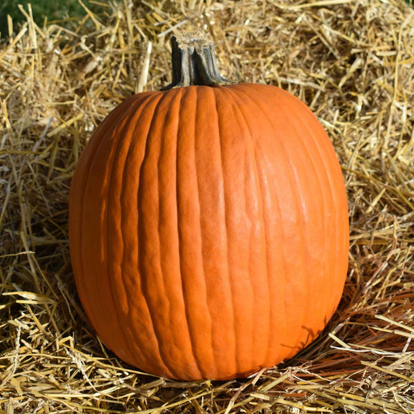 Pumpkin Seeds (Organic) - Jack OLantern