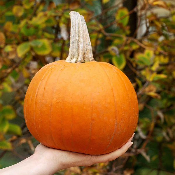 Pumpkin Seeds (Organic) - Small Sugar