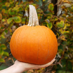 Pumpkin Seeds (Organic) - Small Sugar