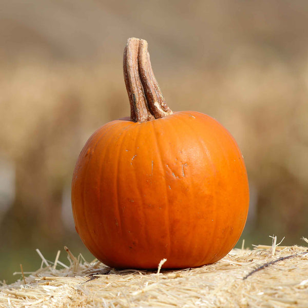 Pumpkin Seeds - Spookie