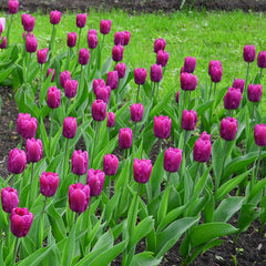 Purple Prince Single Early Tulip
