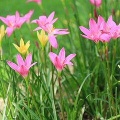 Rain Lily Mix