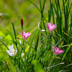 Rain Lily Mix
