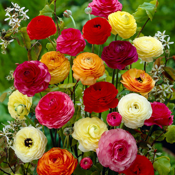 Mixed Ranunculus Corms Bulbs Persian Buttercup Growing Bonsai Roots Rhizomes Tubers Potted Planting Reblooming Fragrant Garden Species Blooms Flower Seeds Plant Gardening