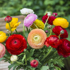 Ranunculus Bulbs mix Corms Growing Bonsai Roots Rhizomes Tubers Potted Planting Reblooming Fragrant Garden Species Blooms Flower Seeds Plant Gardening