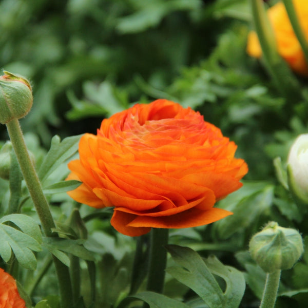 Ranunculus Oranje Corms Bulbs Growing Bonsai Roots Rhizomes Tubers Potted Planting Reblooming Fragrant Garden Species Blooms Flower Seeds Plant Gardening