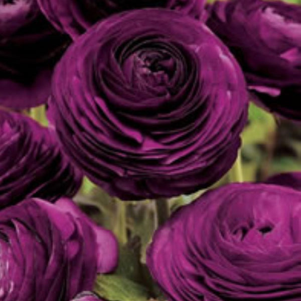 Paars Ranunculus Corms Bulbs Persian Buttercup Growing Bonsai Roots Rhizomes Tubers Potted Planting Reblooming Fragrant Garden Species Blooms Flower Seeds Plant Gardening