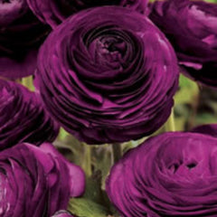 Paars Ranunculus Corms Bulbs Persian Buttercup Growing Bonsai Roots Rhizomes Tubers Potted Planting Reblooming Fragrant Garden Species Blooms Flower Seeds Plant Gardening