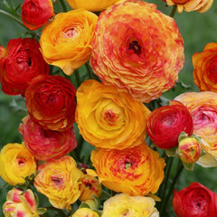 Chocolate Ranunculus Corms Bulbs Persian Buttercup Growing Bonsai Roots Rhizomes Tubers Potted Planting Reblooming Fragrant Garden Species Blooms Flower Seeds Plant Gardening
