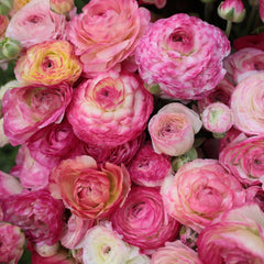 Aviv Picotee Ranunculus  Corms Bulbs Growing Bonsai Roots Rhizomes Tubers Potted Planting Reblooming Fragrant Garden Species Blooms Flower Seeds Plant Gardening