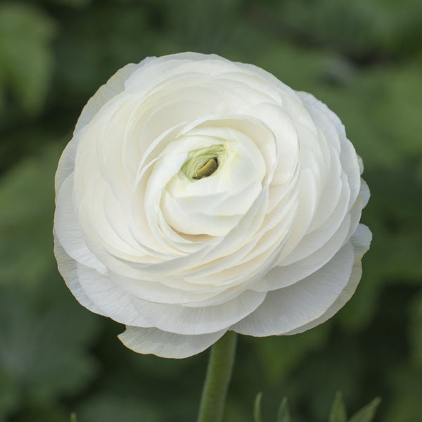 Black Ranunculus Bulbs Corms Growing Bonsai Roots Rhizomes Tubers Potted Planting Reblooming Fragrant Garden Species Blooms Flower Seeds Plant Gardening
