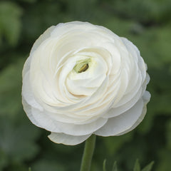 Black Ranunculus Bulbs Corms Growing Bonsai Roots Rhizomes Tubers Potted Planting Reblooming Fragrant Garden Species Blooms Flower Seeds Plant Gardening