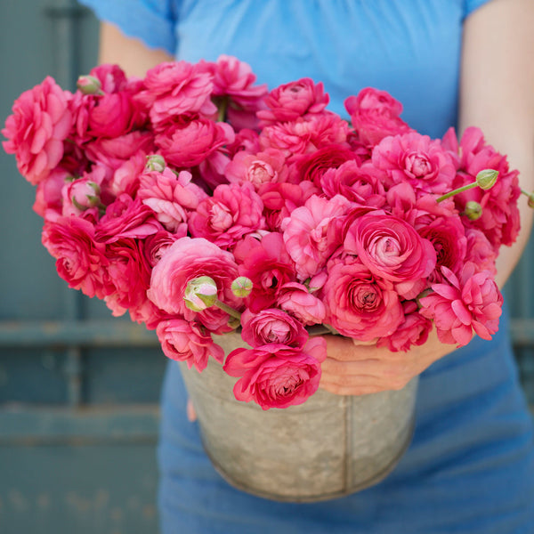 Bonbon Ranunculus  Corms Bulbs Growing Bonsai Roots Rhizomes Tubers Potted Planting Reblooming Fragrant Garden Species Blooms Flower Seeds Plant Gardening
