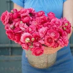 Bonbon Ranunculus  Corms Bulbs Growing Bonsai Roots Rhizomes Tubers Potted Planting Reblooming Fragrant Garden Species Blooms Flower Seeds Plant Gardening - Seedsplant