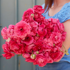 Bonbon Ranunculus  Corms Bulbs Growing Bonsai Roots Rhizomes Tubers Potted Planting Reblooming Fragrant Garden Species Blooms Flower Seeds Plant Gardening - Seedsplant