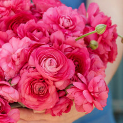 Bonbon Ranunculus  Corms Bulbs Growing Bonsai Roots Rhizomes Tubers Potted Planting Reblooming Fragrant Garden Species Blooms Flower Seeds Plant Gardening - Seedsplant