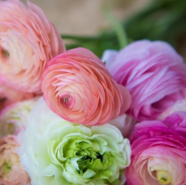 Bridal Mix Ranunculus Corms Bulbs Persian Buttercup Growing Bonsai Roots Rhizomes Tubers Potted Planting Reblooming Fragrant Garden Species Blooms Flower Seeds Plant Gardening