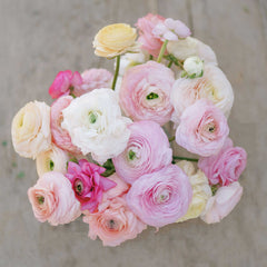Bridal Mix Ranunculus Corms Bulbs Persian Buttercup Growing Bonsai Roots Rhizomes Tubers Potted Planting Reblooming Fragrant Garden Species Blooms Flower Seeds Plant Gardening