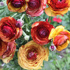 Cafe Ranunculus Corms Bulbs Persian Buttercup Growing Bonsai Roots Rhizomes Tubers Potted Planting Reblooming Fragrant Garden Species Blooms Flower Seeds Plant Gardening