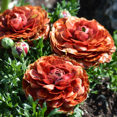 Cafe Ranunculus Corms Bulbs Persian Buttercup Growing Bonsai Roots Rhizomes Tubers Potted Planting Reblooming Fragrant Garden Species Blooms Flower Seeds Plant Gardening