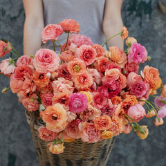 Champagne Ranunculus Corms Bulbs Persian Buttercup Growing Bonsai Roots Rhizomes Tubers Potted Planting Reblooming Fragrant Garden Species Blooms Flower Seeds Plant Gardening