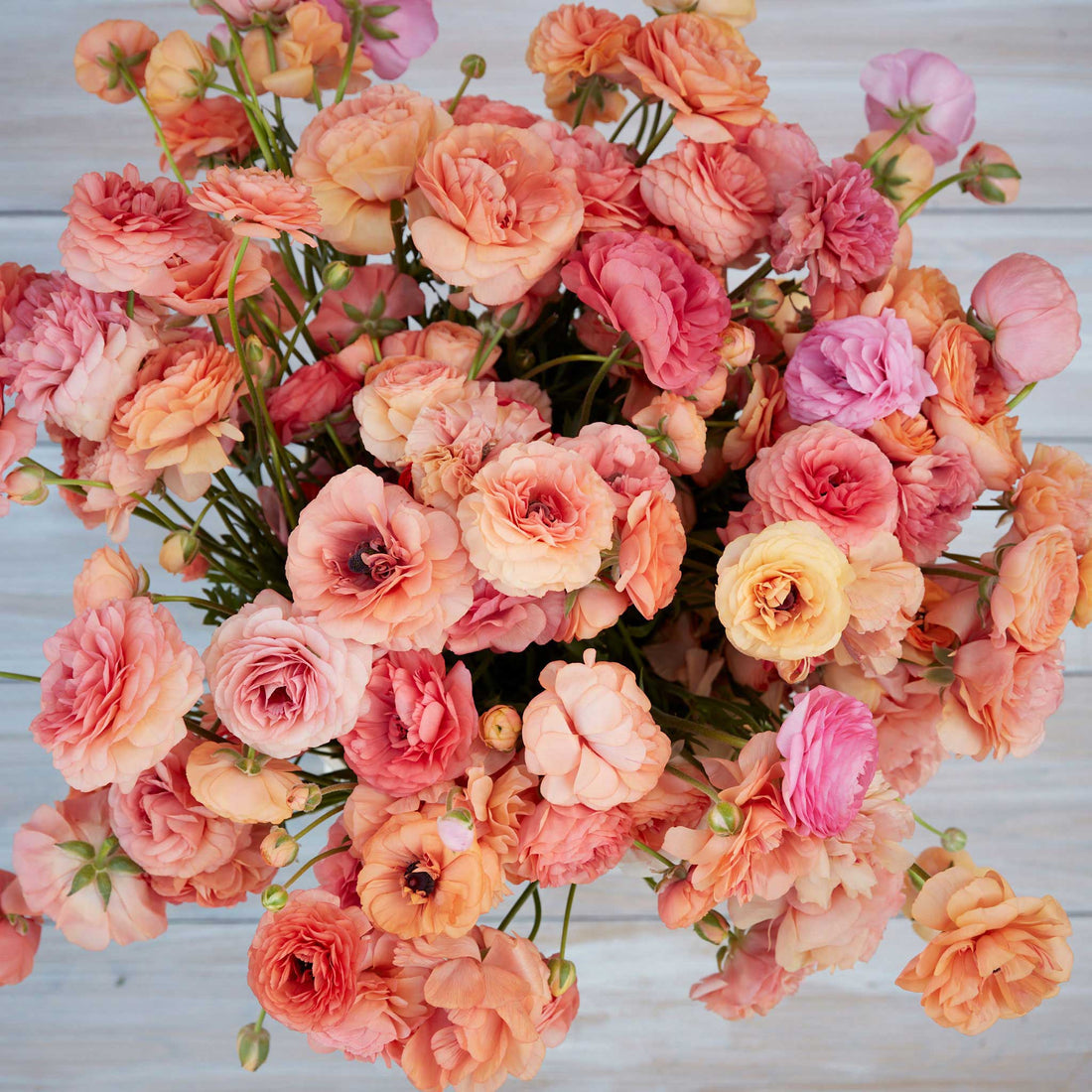 Champagne Ranunculus Champagne Ranunculus Corms Bulbs Persian Buttercup Growing Bonsai Roots ...