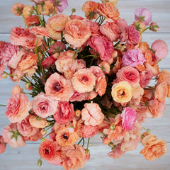 Champagne Ranunculus Corms Bulbs Persian Buttercup Growing Bonsai Roots Rhizomes Tubers Potted Planting Reblooming Fragrant Garden Species Blooms Flower Seeds Plant Gardening
